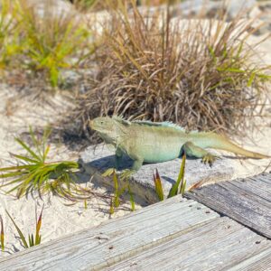 Mangrove Turtle & Iguana Tour | 3 hours