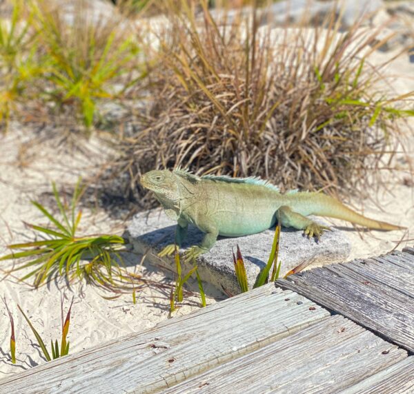 Mangrove Turtle & Iguana Tour | 3 hours