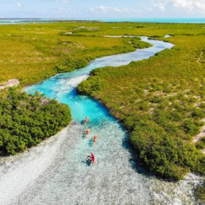 Mangrove Turtle Tour | 2 hours