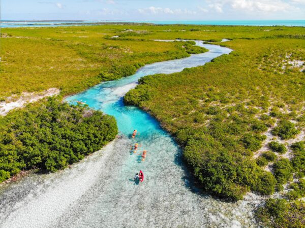 Mangrove Turtle Tour | 2 hours
